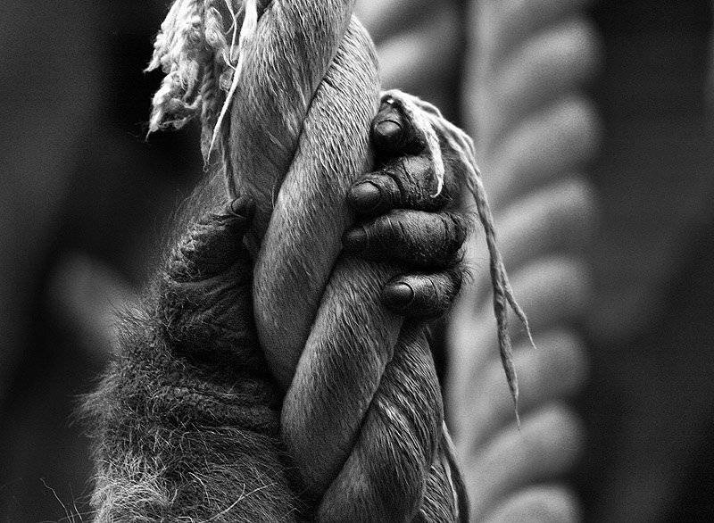 ***, Максим Юлдашев