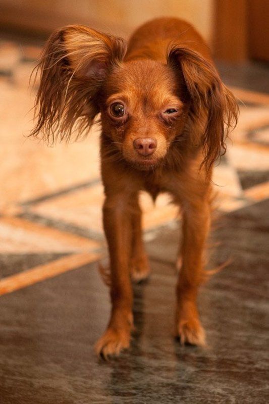 **  фото превью