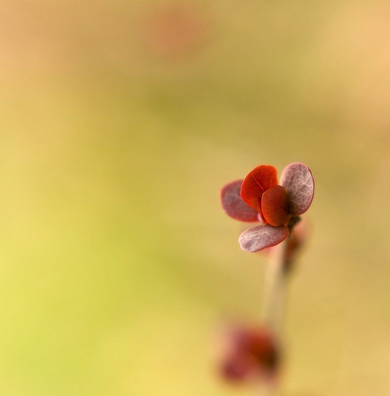 барбарис,природа,солнце,минимализм:) солнечный барбарис фото превью