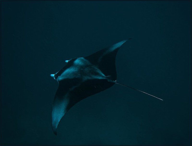 Манта. Мальдивы. Август 2009. фото превью