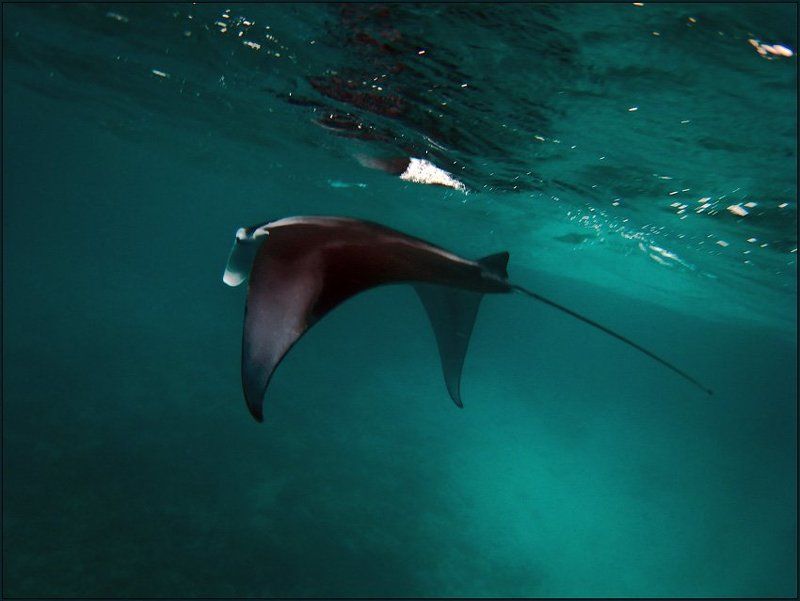 Манта (2). Мальдивы. Август 2009. фото превью