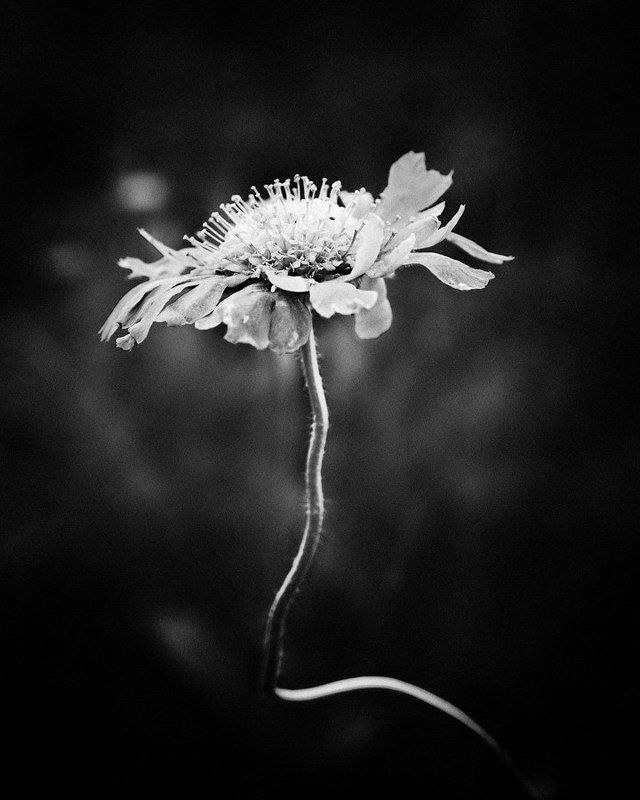 скабиоза Floral фото превью