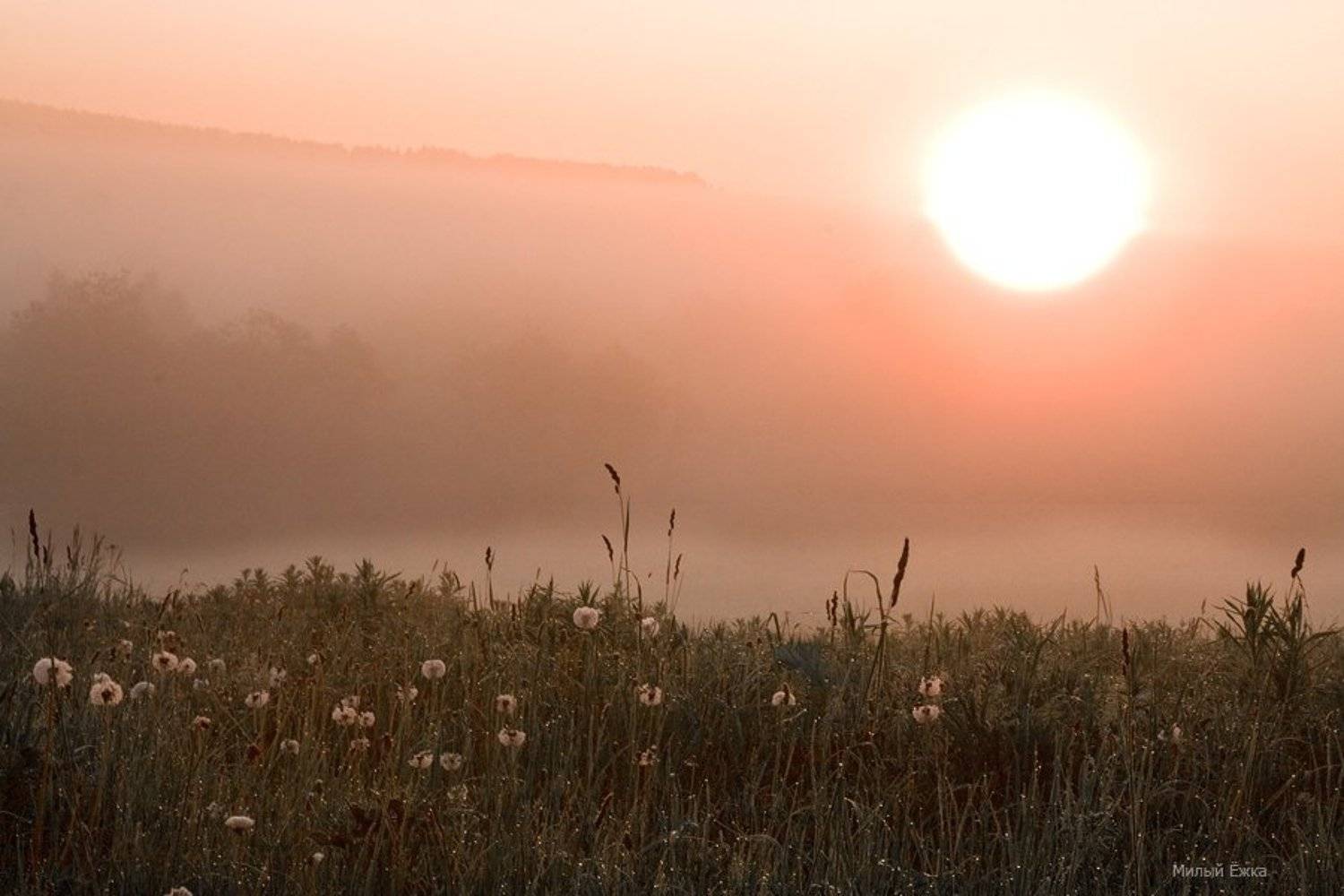 туман, Милый Ёжка