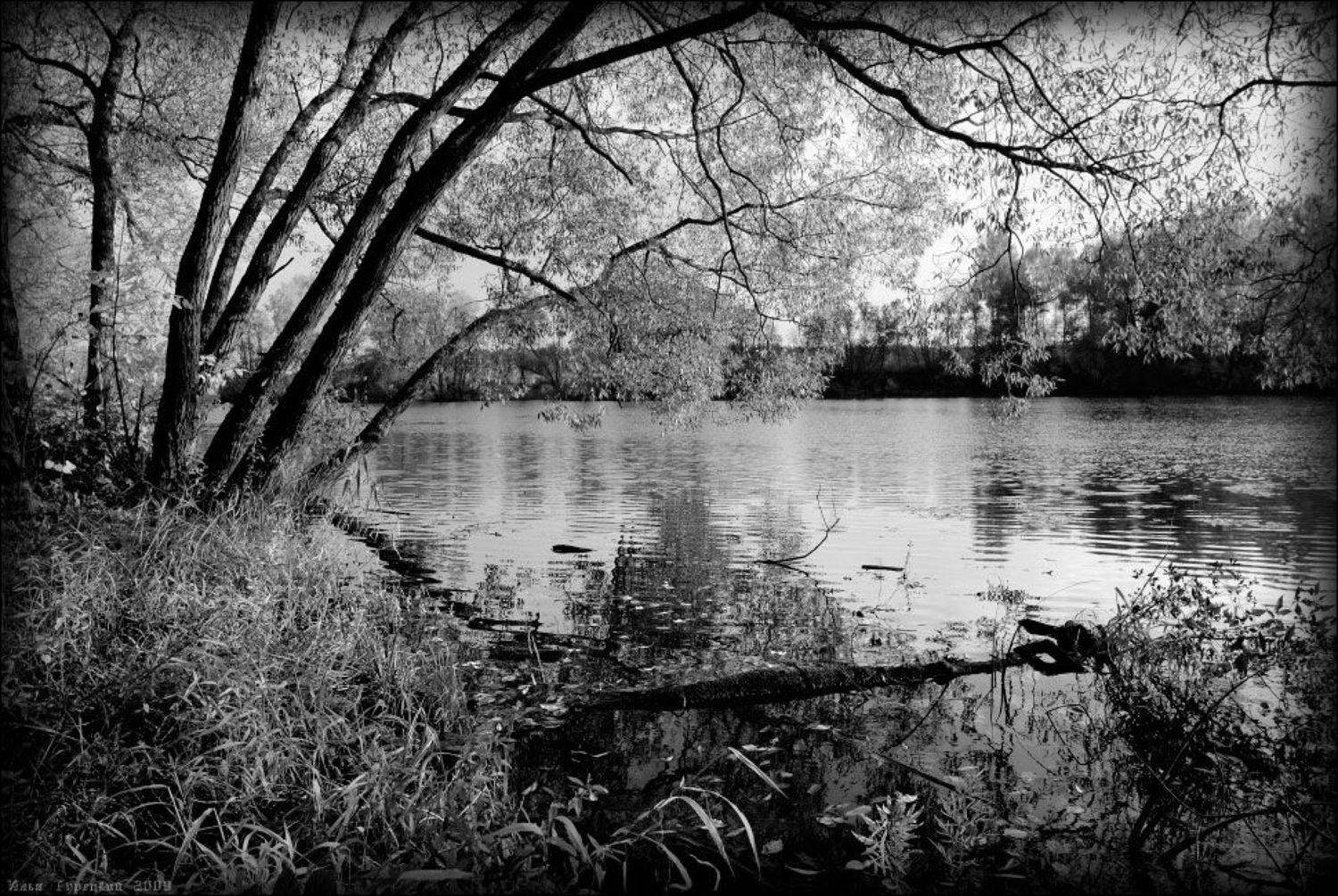 русская, сакура, Илья Турецкий