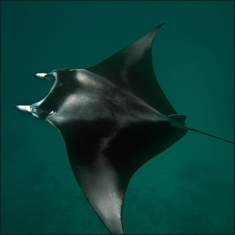 Манта (3). Мальдивы. Август 2009. фото превью