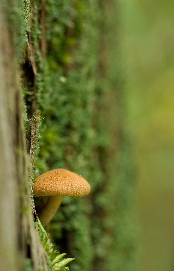 гриб, пень, Юлия