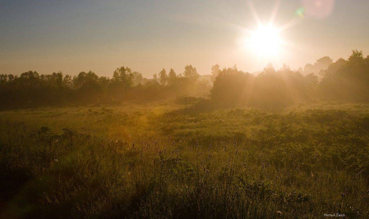 утро, туман, Милый Ёжка