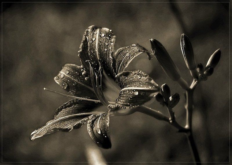 лилия,природа,ч/б  фото превью