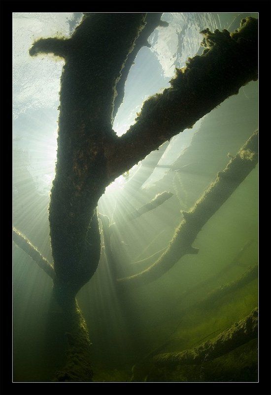 сказки, волшебство, дуб, русалки, водяной, коряги Куда уходят сказки 2 фото превью