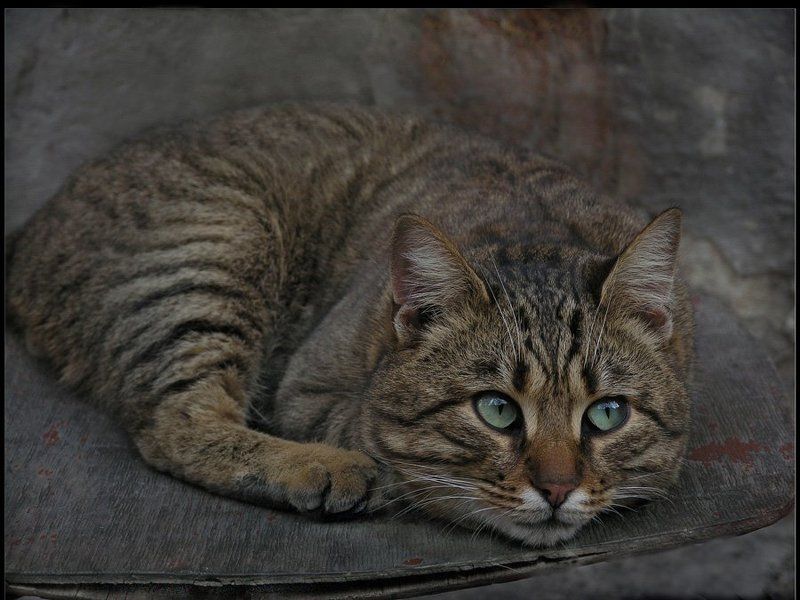 Котик Антошка фото превью