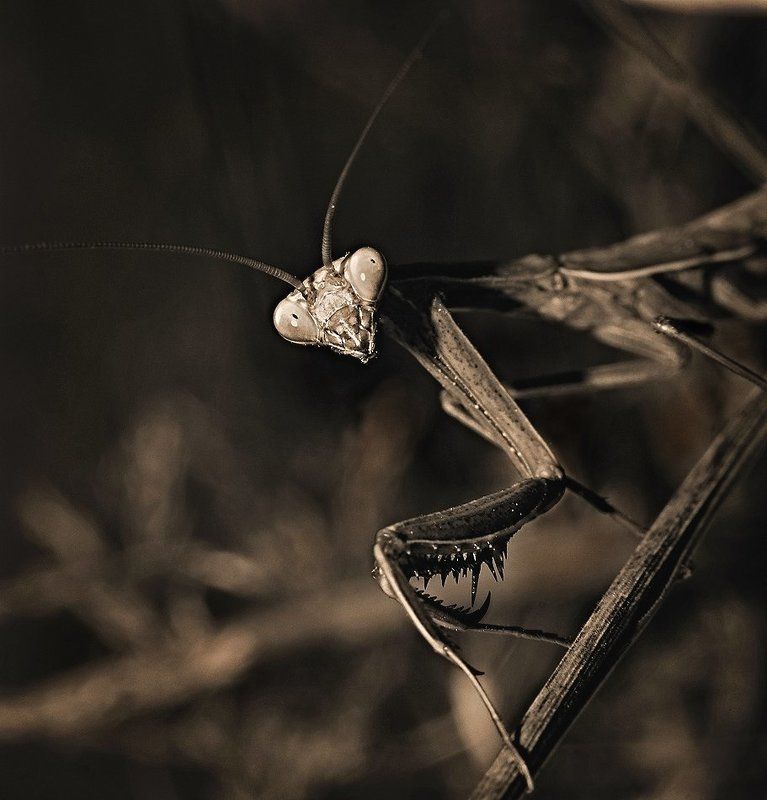 богомол,макро,природа, смотри,он идет тут,а я тут.. фото превью