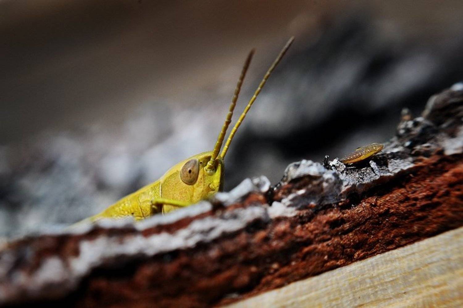 , Юля Шангарей