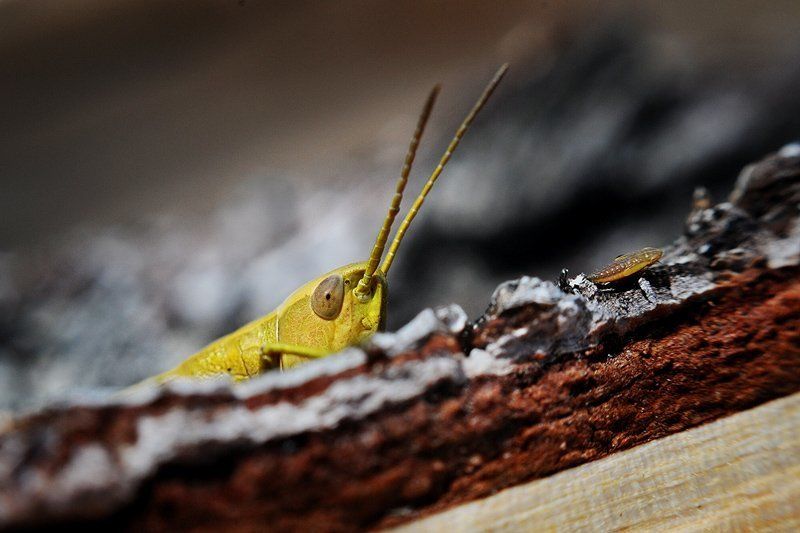 ... фото превью