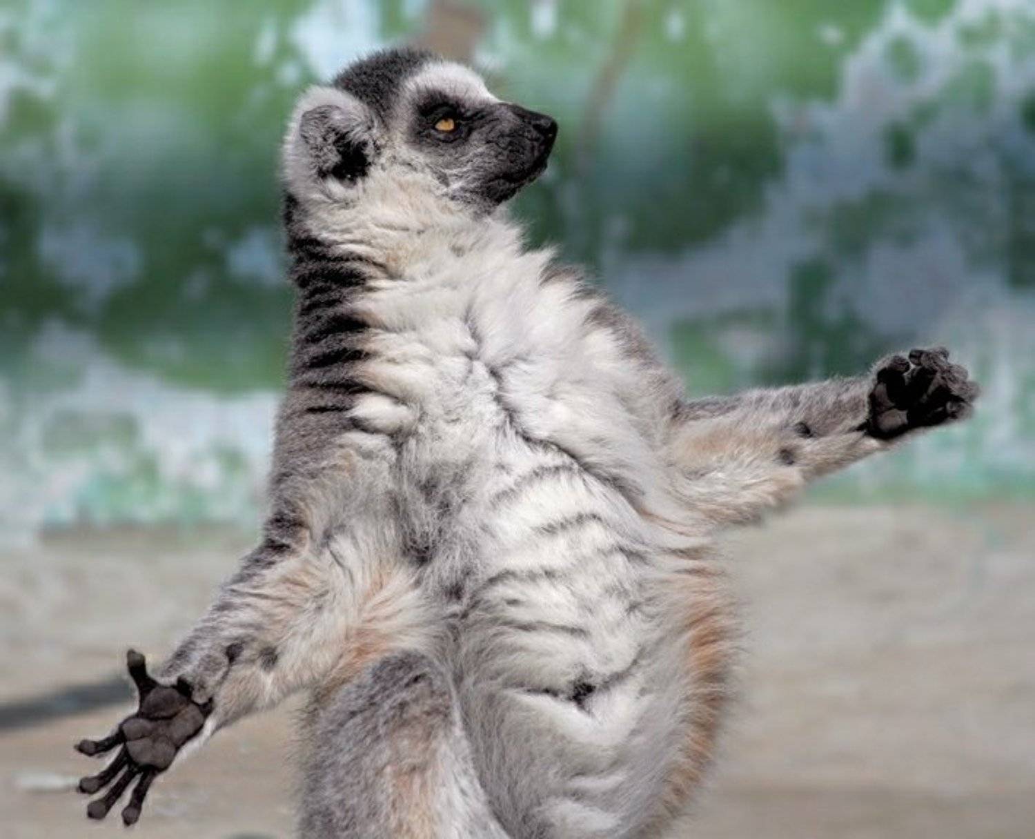 лемур, IgorGella