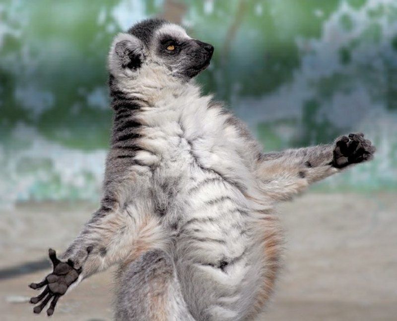 лемур Вечер трудного дня фото превью