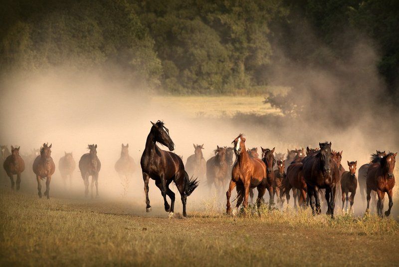 Ретивый фото превью