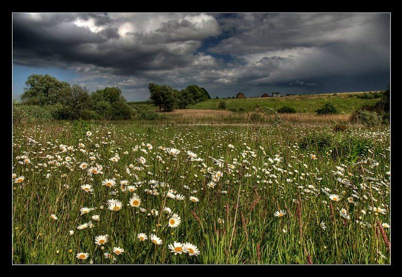 поле, ромашки, гроза, цветы, дождь Перед грозой фото превью