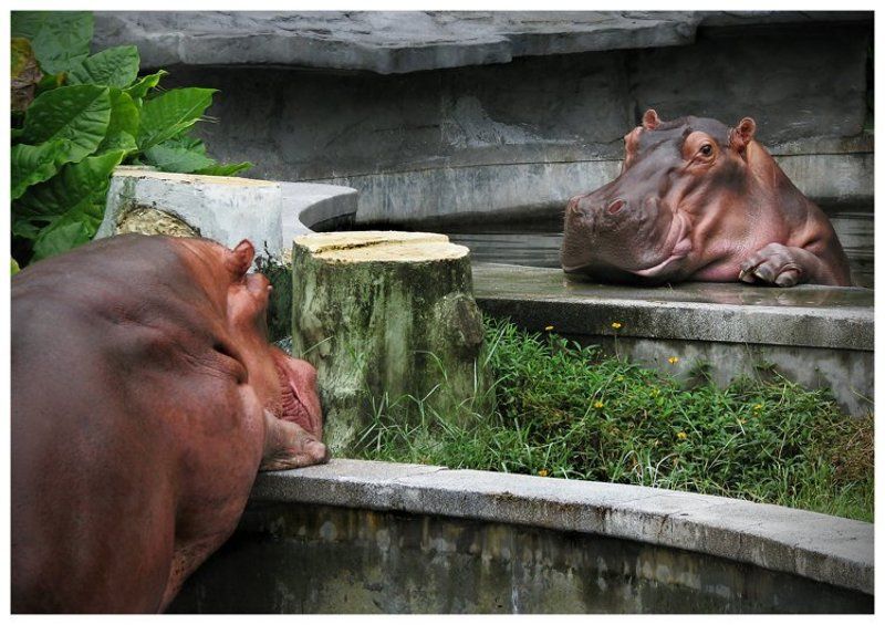 бегемотики, зоопарк в гуанчжоу Разговор по душам! фото превью