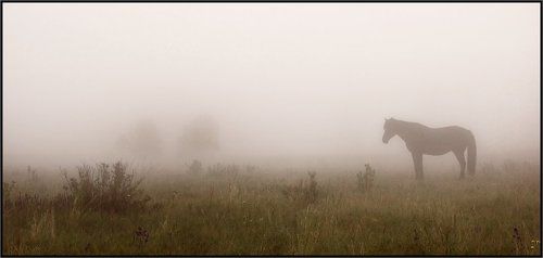 ВОЛЬНАЯ_ВОЛЯ