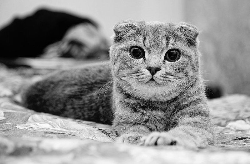 аристоша, животные, кот, чб Аристотель фото превью