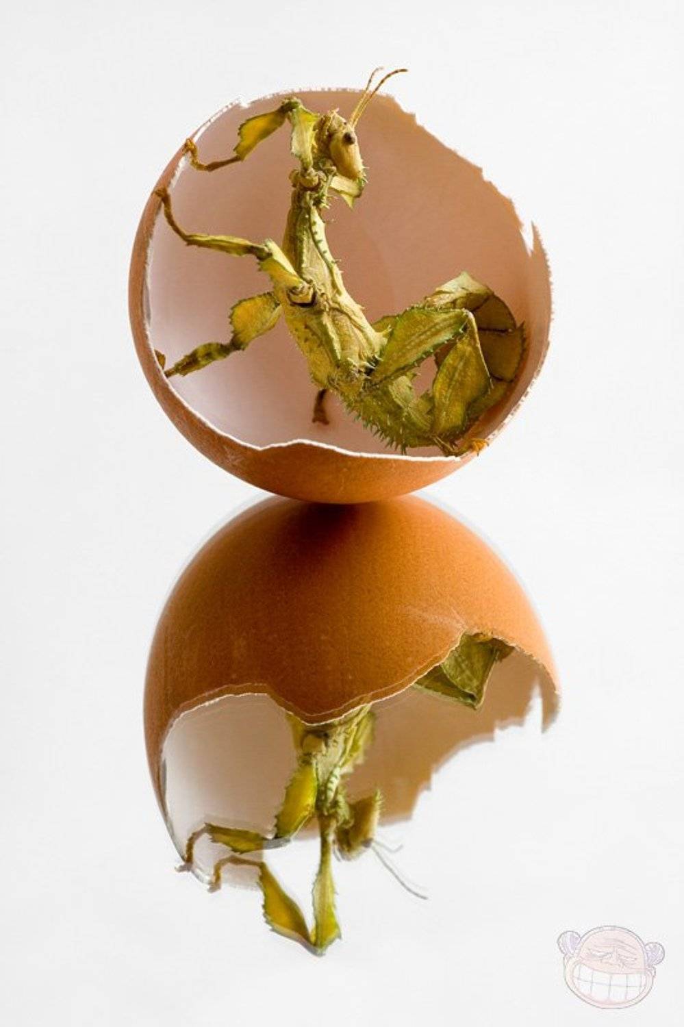 макро, палочник, яйцо, Amazon-san