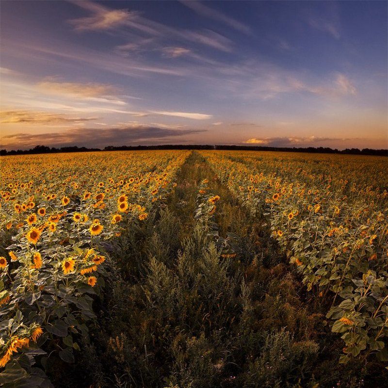 Подсолнечная дорога. фото превью