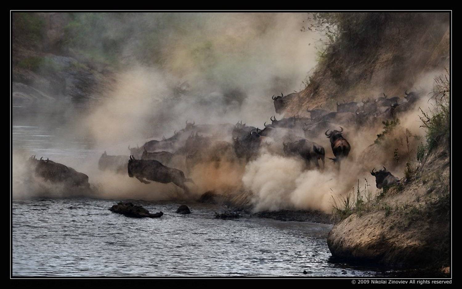масай-мара, африка, гну, миграция, Николай Зиновьев