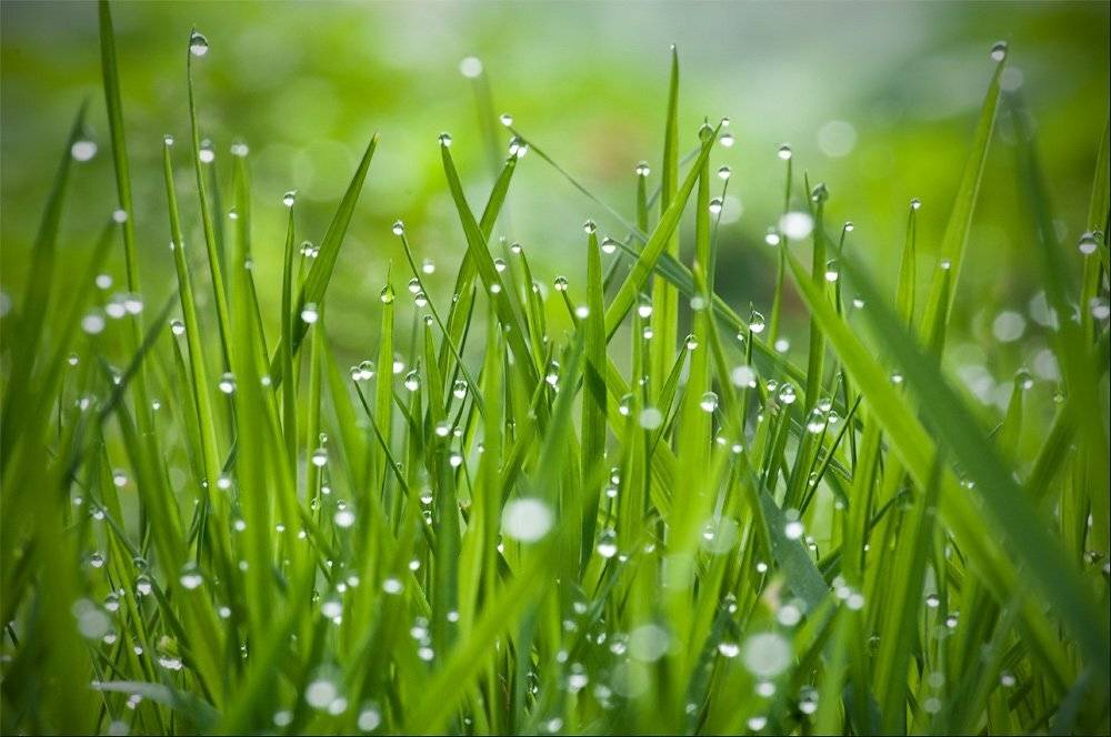 утро, трава, росса, Дмитрий Корнилов