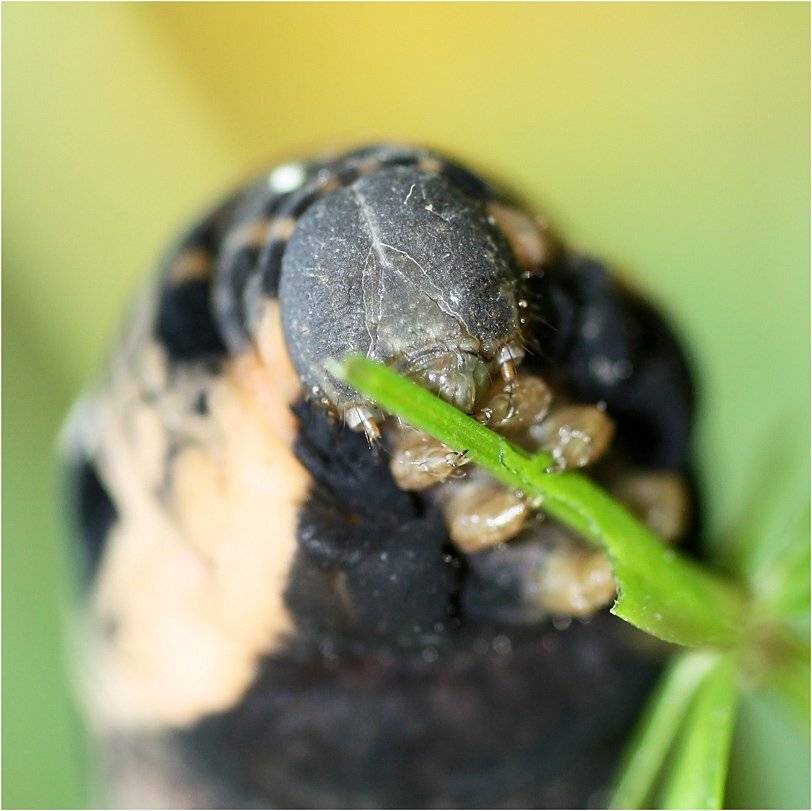 гусеница, КарОл