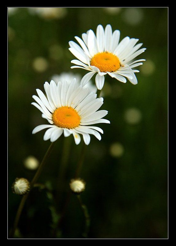 ромашки, цветы, полевые  фото превью