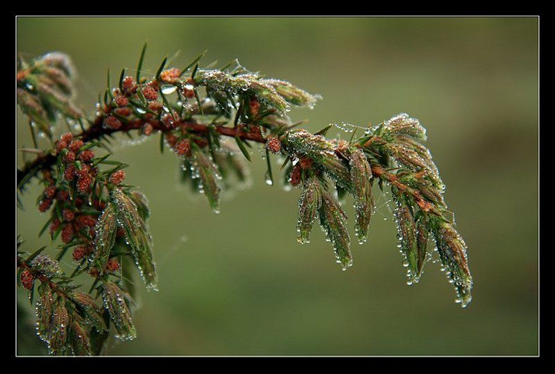 смерека, роса, утро, лес  фото превью