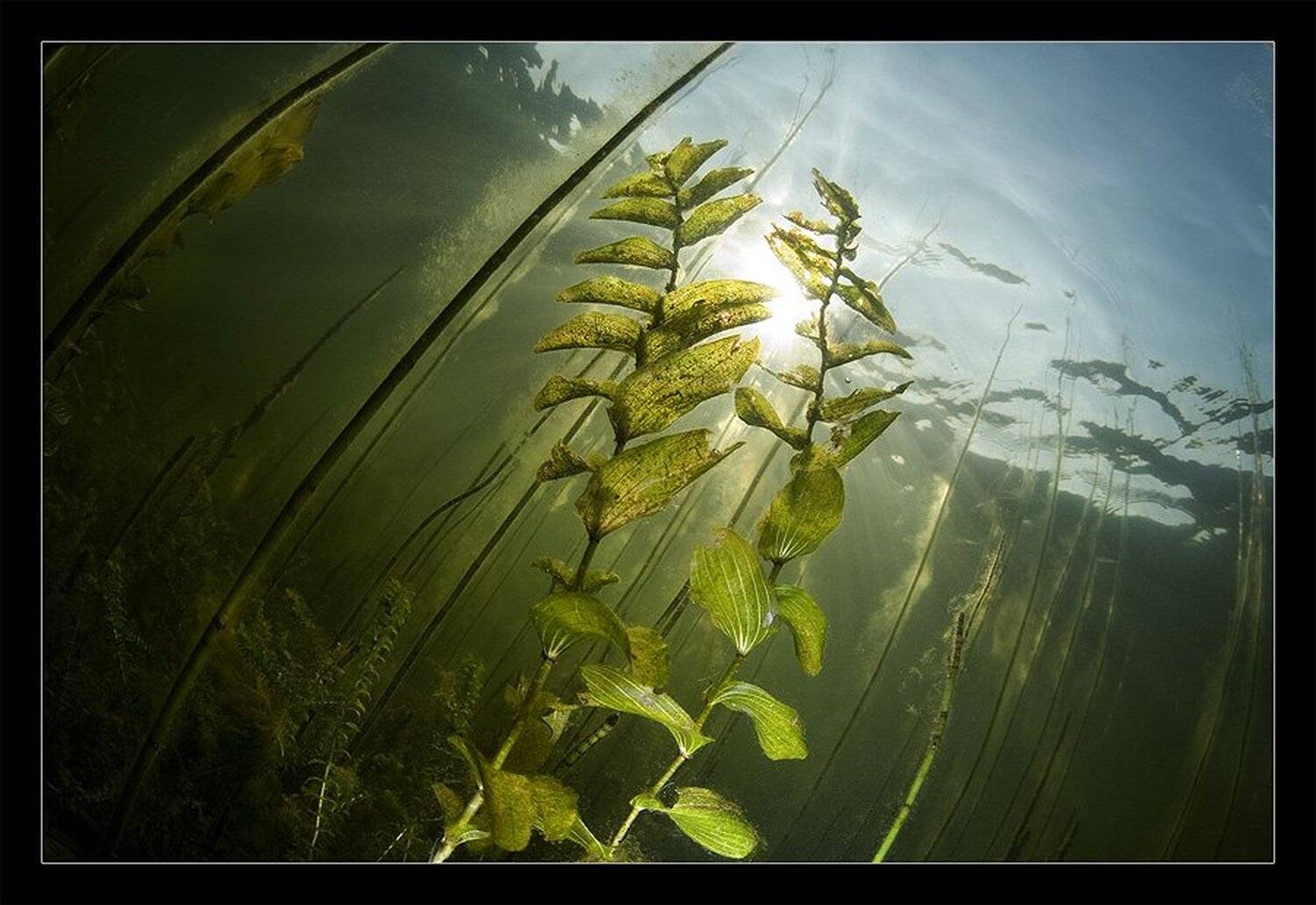 солнце, поймать, вдвоем, Нарчук Андрей