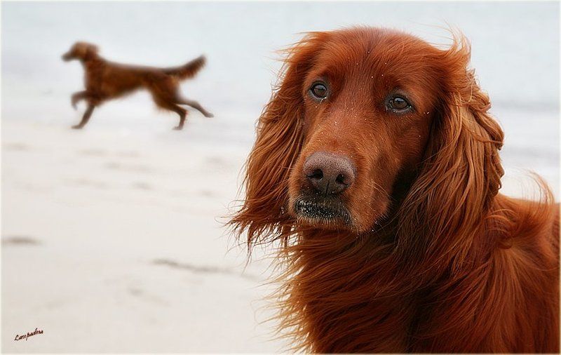 северный ледовитый океан, баренцево море, малая немецкая бухта, холод ,пес , тоска Собачья тоска... фото превью