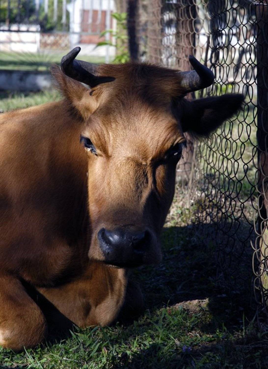 абхазия, страна души, Sergey Tarba