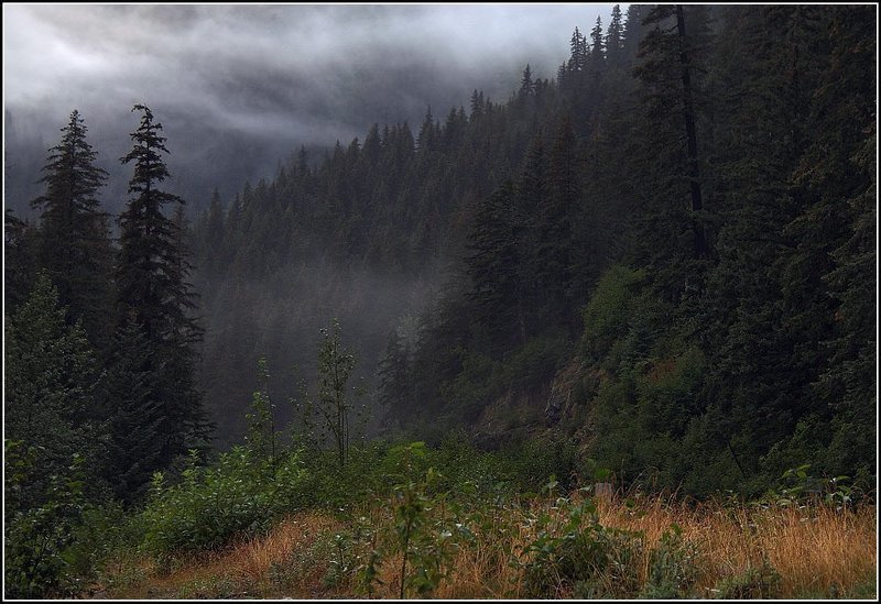 alaska На лесной опушке фото превью