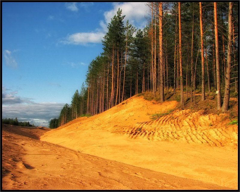 Сосны на дюнах фото превью