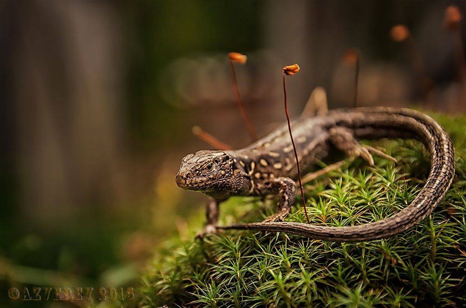дикая природа россии, живность, фотоохота, ящерица, Анатолий Зверев