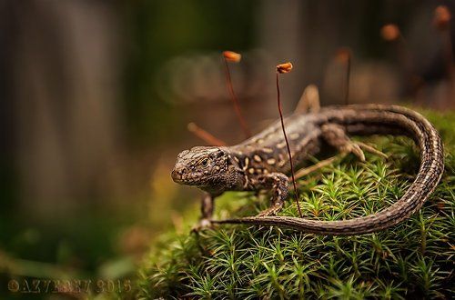 Хозяйка медной горы.