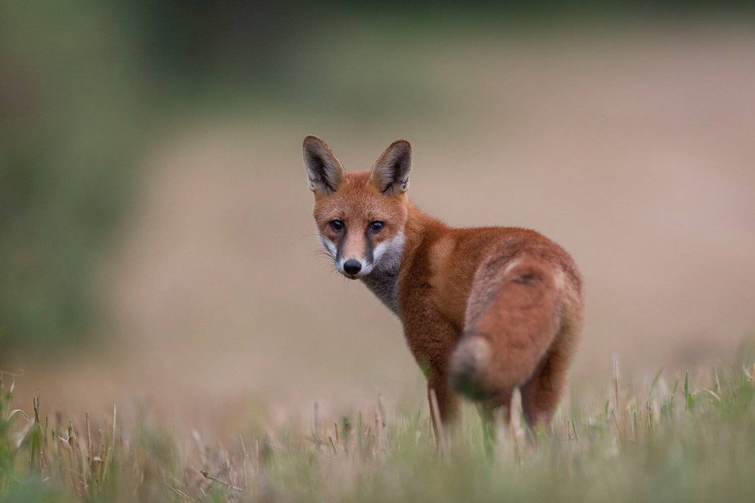 , Marcin Kaczmarkiewicz