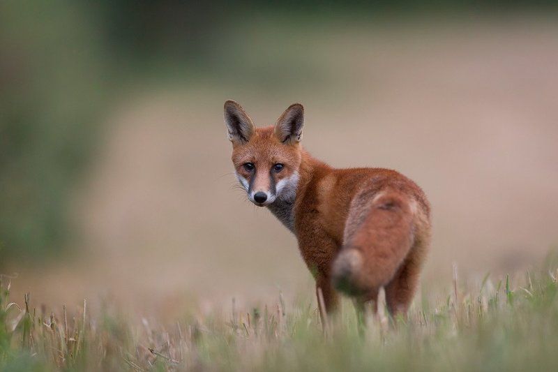 Red fox