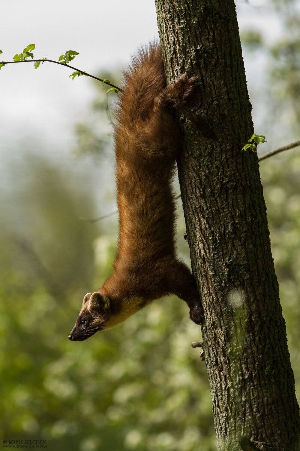 , Борис Белчев