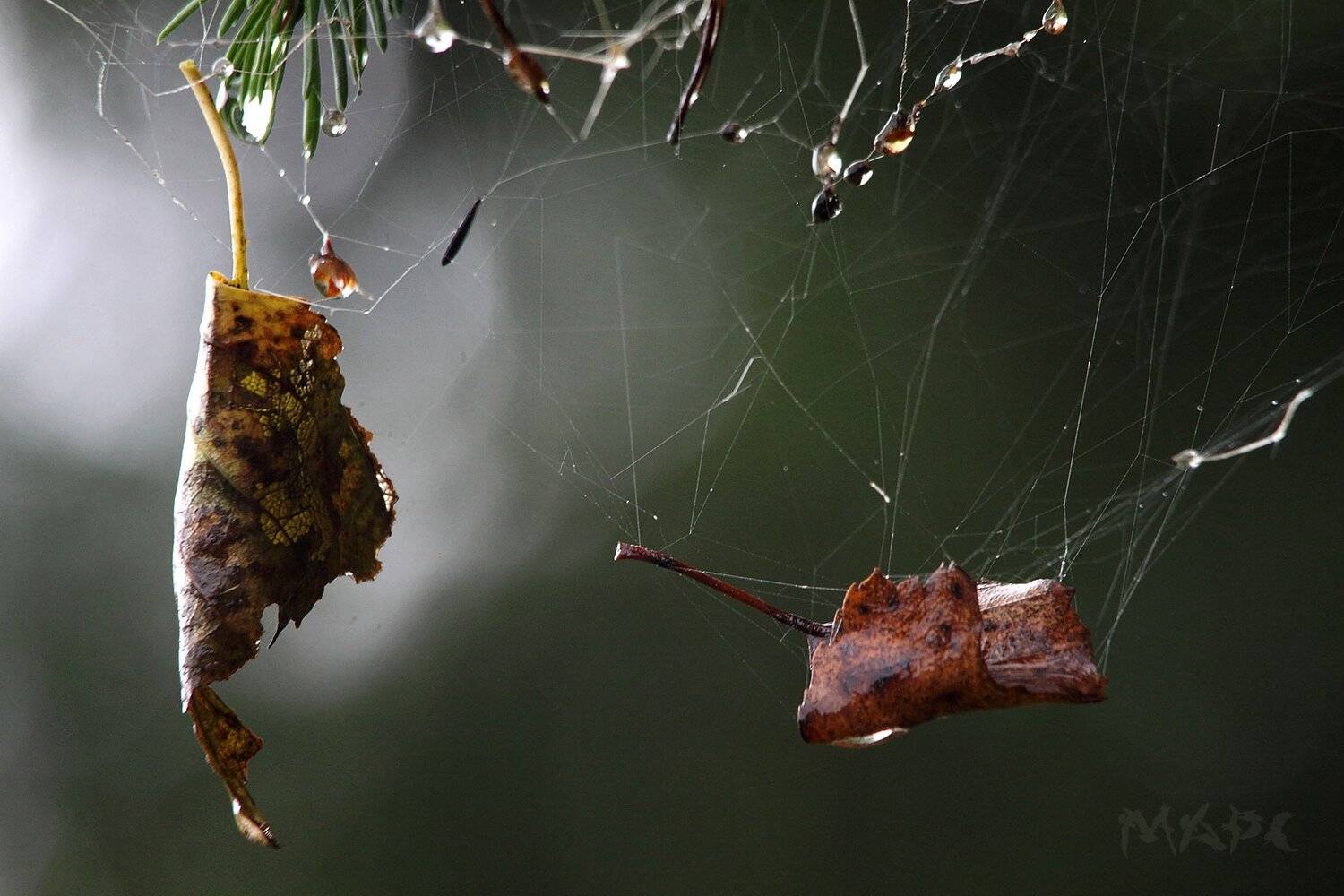 , Шангареев Марс