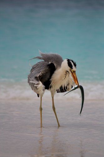 Удачная охота