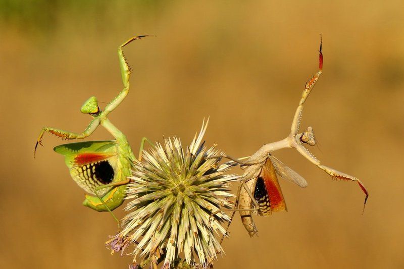 Dance, Iris orotoria, Mantis, Party Let\'s Party фото превью