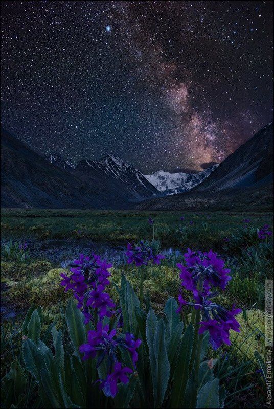 Altai, Алтай ~ Кара тюн ~ фото превью