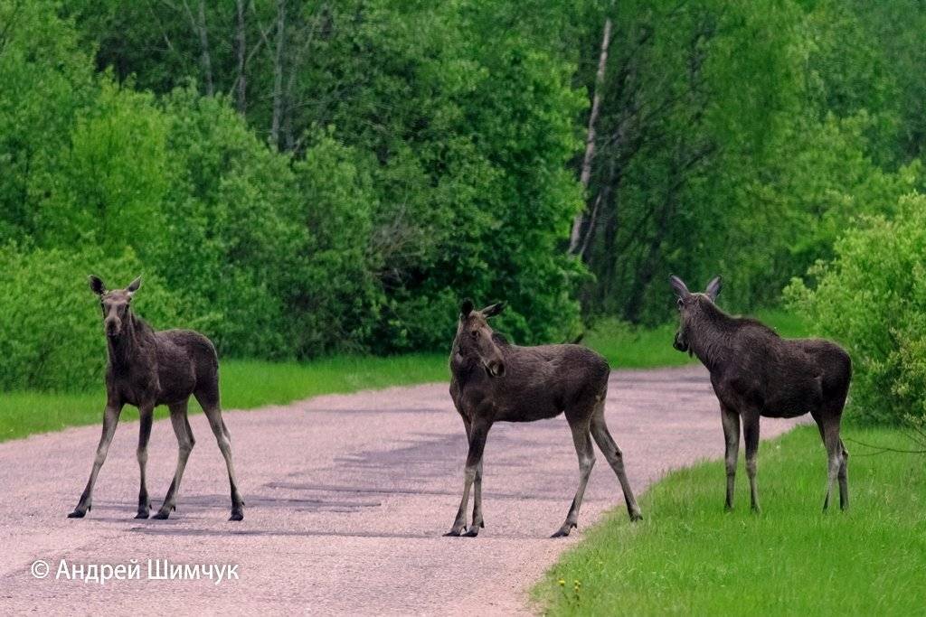 лось, Андрей Шимчук