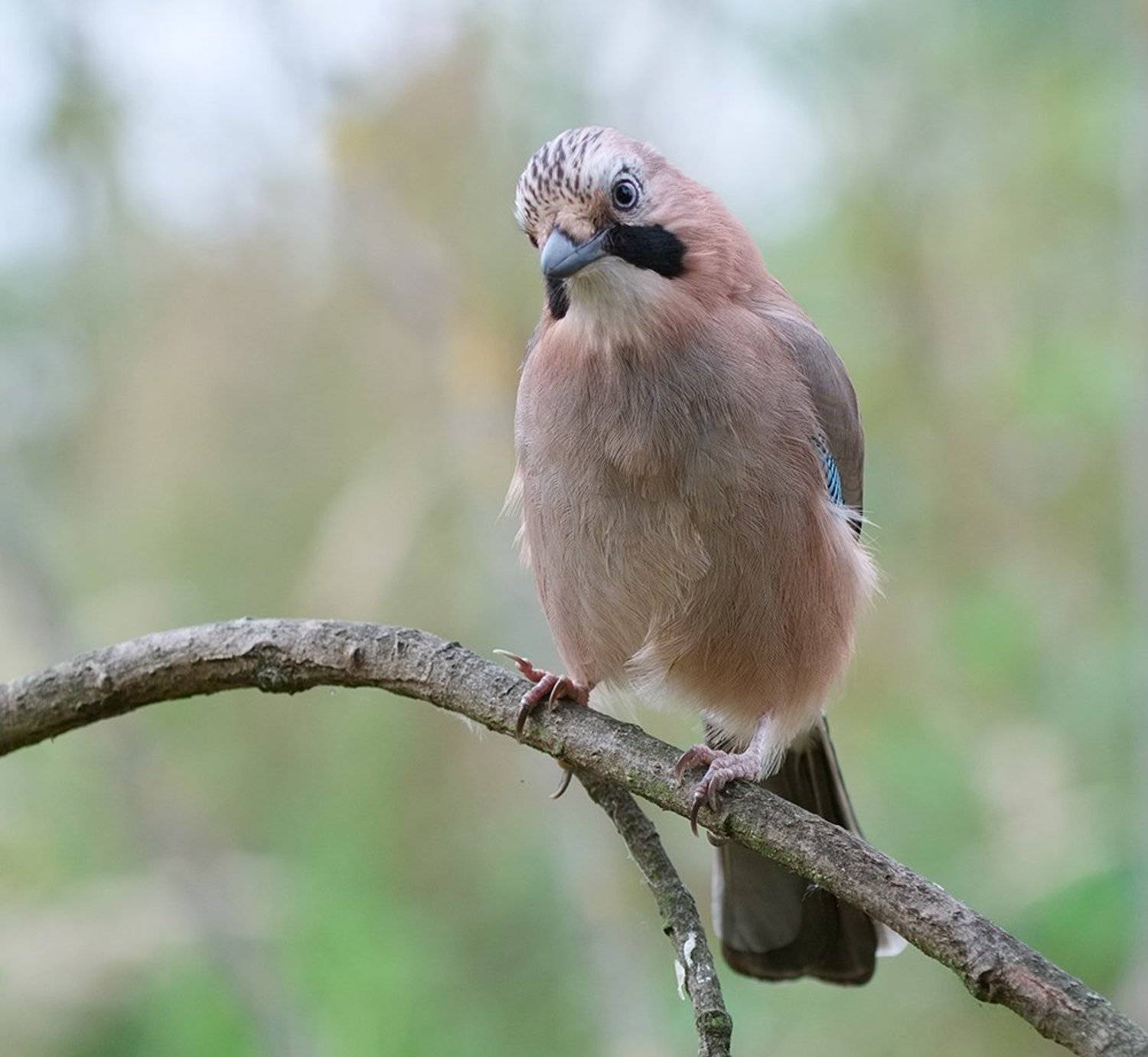 сойка, Alexey Gnilenkov
