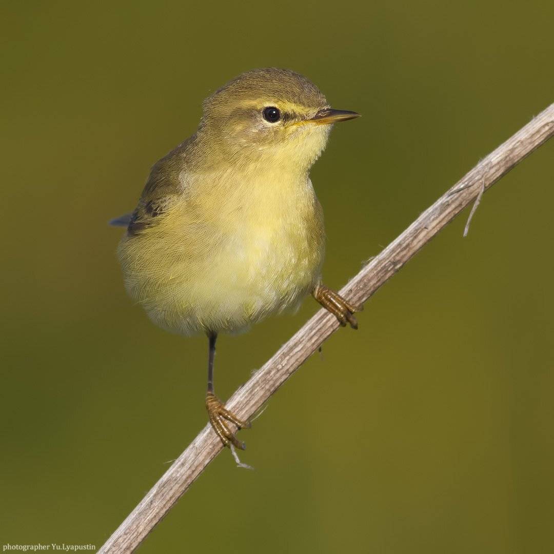 Пеночка весничка, Ляпустин Юра