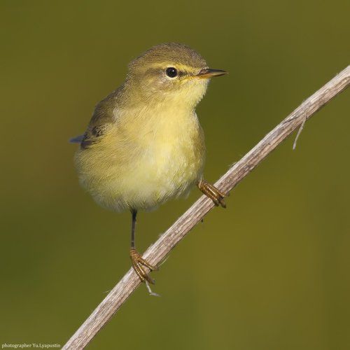 Willow warbler.