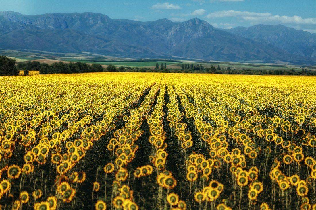 , Ратушнова-Осинцева Арина